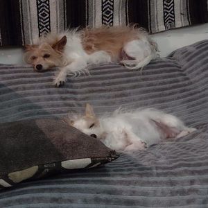 Meet your Posher, Heidi